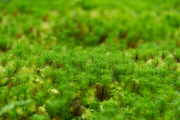 緑の苔