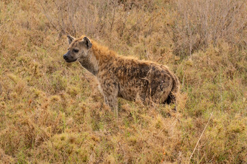 Spotted Haina watching for The Food in Masai Mara Game Reserve