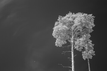 infrared black and white landscape