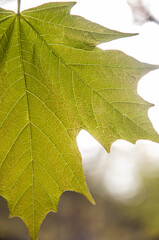 Textured Leaf in Nature