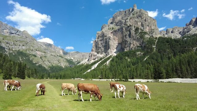 Mucche al pascolo in Vallunga, Val Gardena, Ortisei, Selva, Alto-Adige, Italia