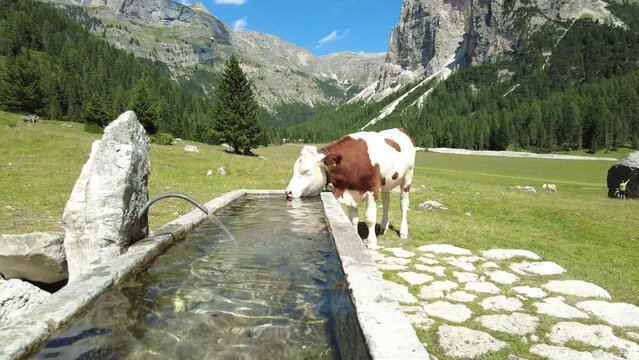 Mucca al pascolo in Vallunga che beve, Val Gardena, Ortisei, Selva, Alto-Adige, Italia