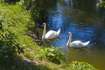 White swan near a lake in State Dendrological Park Trostianets in Chernigov region, Ukraine