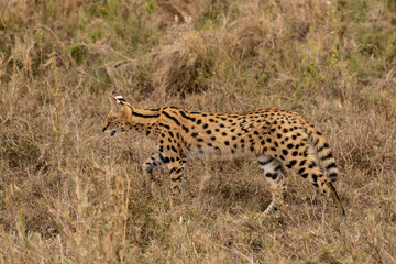 Naklejka na ściany i meble Serval Looking For Food in Serengeti National Park of Tanzania.