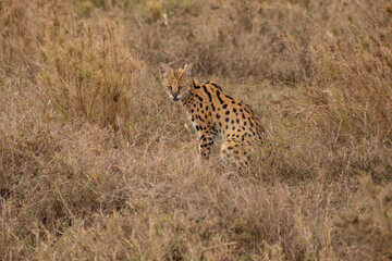 Serval Looking For Food in Serengeti National Park of Tanzania.