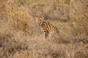 Cerval watching for the hunt in Serengeti National Park of Tanzania