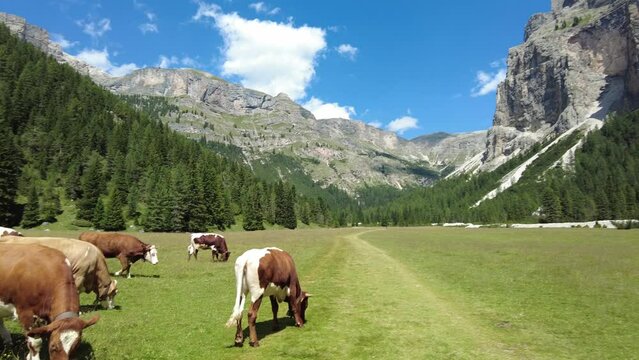 Mucche al pascolo in Vallunga, Val Gardena, Ortisei, Selva, Alto-Adige, Italia