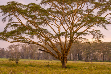 Acacia Tree in Lake Nakuru National Park of Kenya
