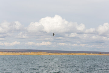 Fototapeta na wymiar seagull bird flies in the blue sky over the lakes