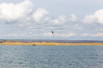 Fototapeta na wymiar seagull bird flies in the blue sky over the lakes