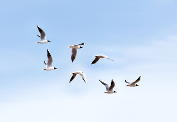a flock of black-headed gulls flies in the blue sky
