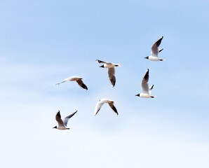 a flock of black-headed gulls flies in the blue sky