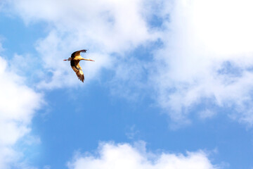 Stork flying in blue cloudy sky