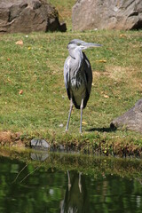 great blue heron