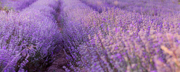 Sunset Lavender Field rows banner