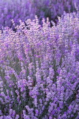 Fototapeta na wymiar Violet lavender field close up