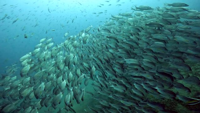 Under Water Film from Thailand -  hundreds of silver tropical fish coming direct towards the camera splitting in two directions