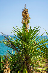 Obraz premium Yucca elephantipes