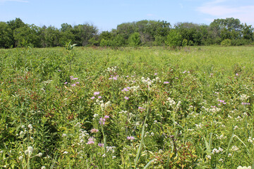 Restored prairie with purple and white flowers at Wayside Woods in Morton Grove, Illinois