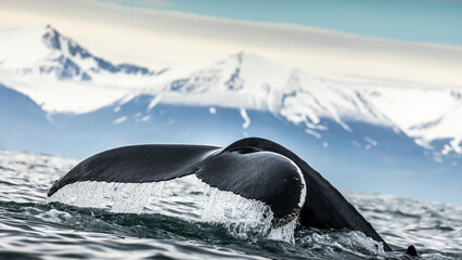 Humpback whale in the summer feeding grounds of the North Atlantic, Iceland