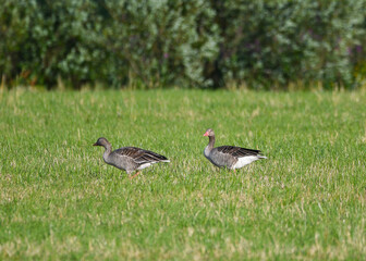 Greylag geese on green field