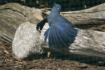 The blue coua (Coua caerulea) is a species of bird in the cuckoo family, Cuculidae. It is endemic to the island of Madagascar.