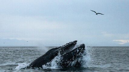 Humpback whale in the summer feeding grounds of the North Atlantic, Iceland