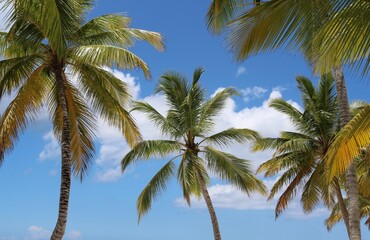 Obraz premium plam sky