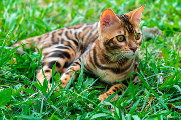 Beautiful young bengal cat in the garden