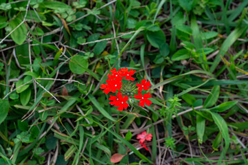 flores rojas