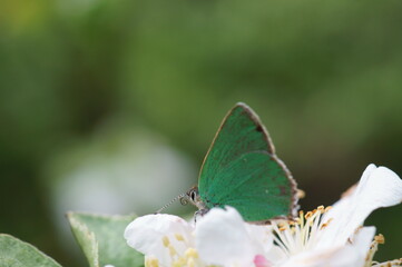 A small blue butterfly on a flower. Beautiful insects in nature.