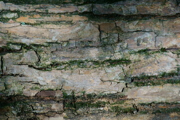 Tree bark close-up. Background image. Textures.