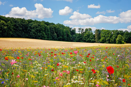 Landscape with field with summer flowers. Beautiful view with sky and path, trees and wildflower meadow. On sunny day.