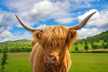 Schottisches Hochlandrind oder  Highland Cattle oder Kyloe  Mit ihrem rotbraunen Zottelfell und den...