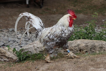 Coq