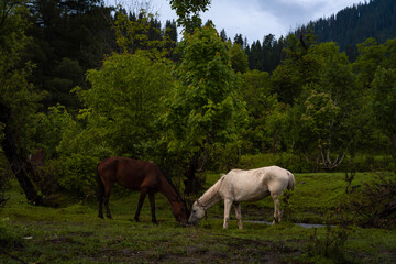 Naklejka na ściany i meble horses in the meadow.