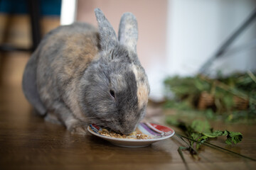Funny cute rabbit eats grain, chews hay, pet sits, eats.