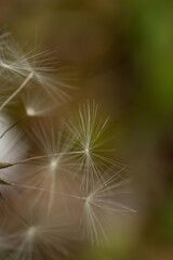 dandelion seeds macro photography closeup