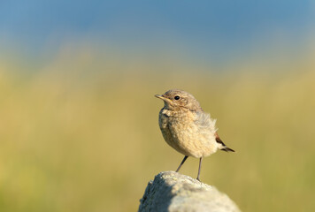 Northern wheatear juvenile perched on a rock against green background