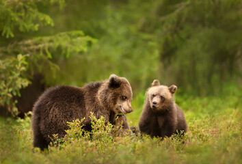Close up of playful European brown bear cubs in the forest