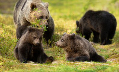 Close up of female Eurasian brown bear and her cubs in boreal forest