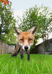 Fototapeta premium Close up of a red fox standing on green grass in a garden