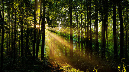Fototapeta na wymiar Rays of the sun in the evening deciduous forest