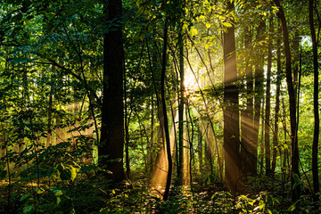 Fototapeta na wymiar The rays of the sun break through the leaves of the trees