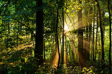 The rays of the sun break through the leaves of the trees