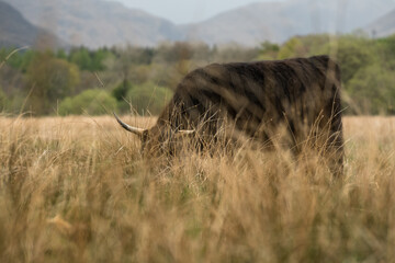 Scottish highland cow coo near Kilchurn castle - obrazy, fototapety, plakaty