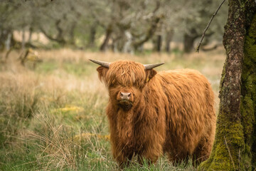 Scottish highland cow coo near Kilchurn castle