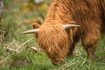 Scottish highland cow coo near Kilchurn castle - obrazy, fototapety, plakaty