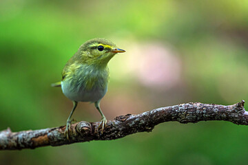 Fototapeta premium A small bird Phylloscopus sibilatrix sits on a dry branch in the depths of the forest