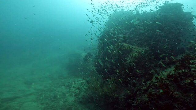 Under Water Film from Thailand - large steam of fusilier fish moving fast around a coral rock and a gray Grouper fish in the distance